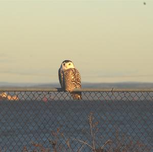 Snowy Owl