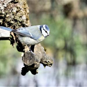 Blue Tit