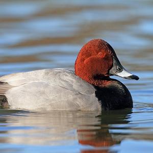 Common Pochard