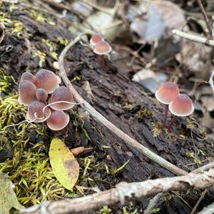 Bleeding Mycena