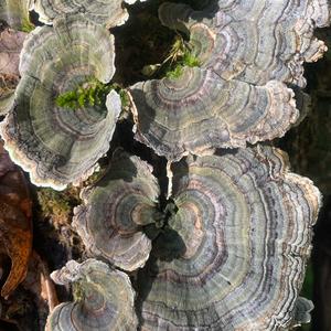 Turkey-tail