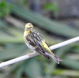 European Serin