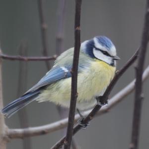 Blue Tit