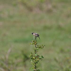 European stonechat