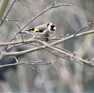 European Goldfinch