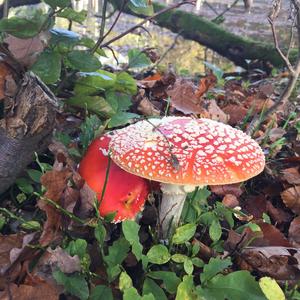 Fly Agaric