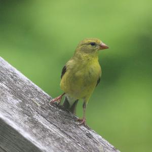 American Goldfinch