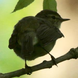 Willow Warbler