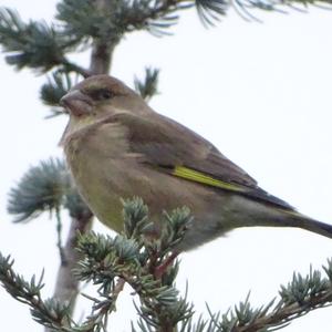 European Greenfinch