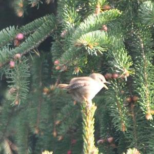 Winter Wren