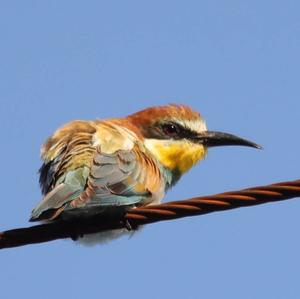 European Bee-eater