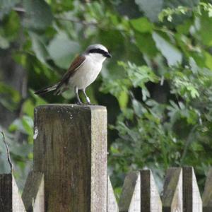 Red-backed Shrike