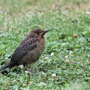 Eurasian Blackbird