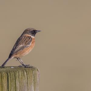 European stonechat