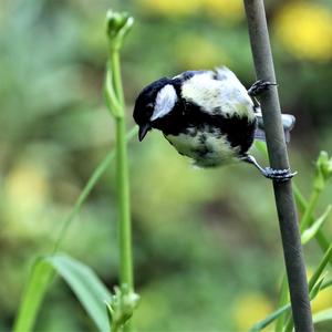 Great Tit