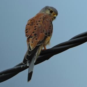 Common Kestrel