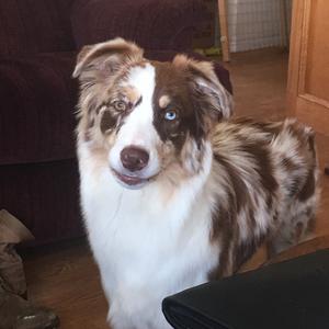 Australian Shepherd