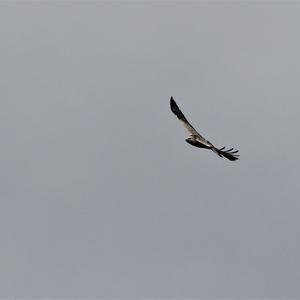 Common Buzzard