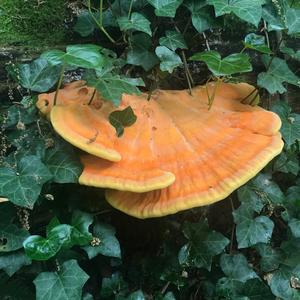 Cinnabar-red Polypore