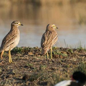 Eurasian Thick-knee