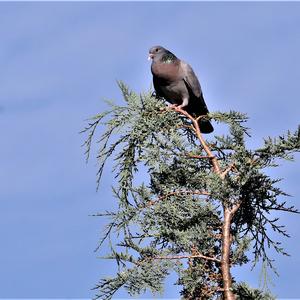 Stock Dove