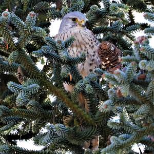 Common Kestrel