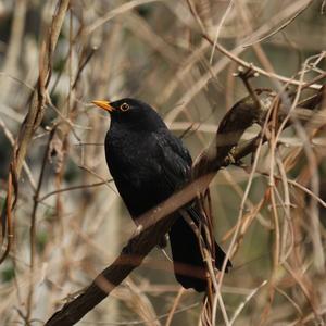 Eurasian Blackbird