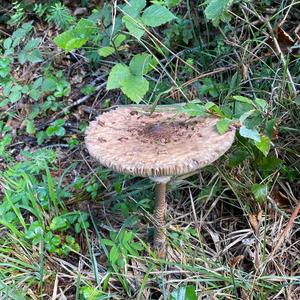 Parasol Mushroom