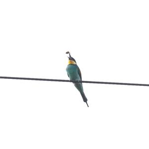 European Bee-eater