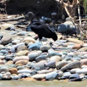 Black Vulture