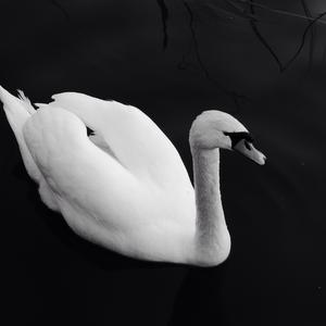 Mute Swan