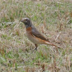 Common Redstart