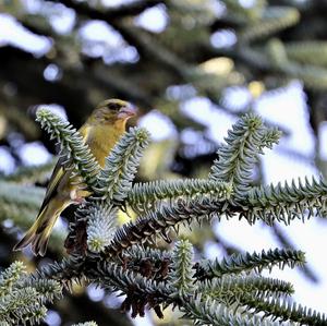 European Greenfinch