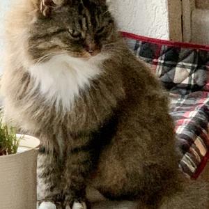 Norwegian Forest Cat