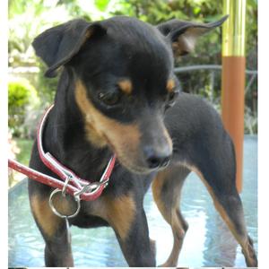 Zwergpinscher