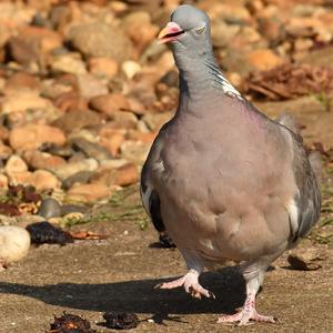 Common Wood-pigeon