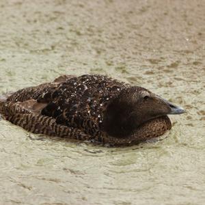 Common Eider