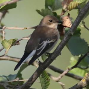 European Pied Flycatcher