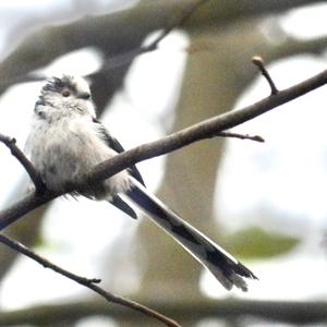 Long-tailed Tit