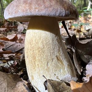 Summer Bolete