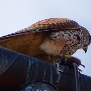 Common Kestrel