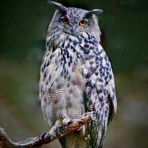 Eurasian Eagle-owl