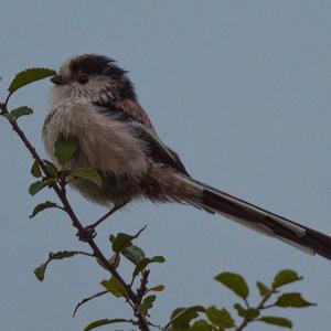 Long-tailed Tit