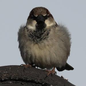 House Sparrow