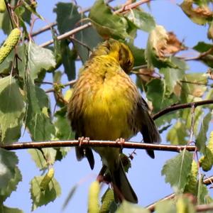 Yellowhammer