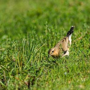 Northern Wheatear