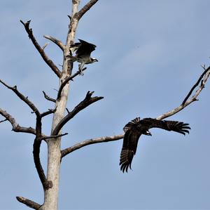 Osprey