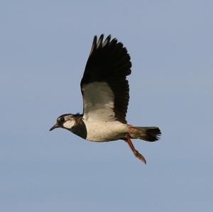 Northern Lapwing