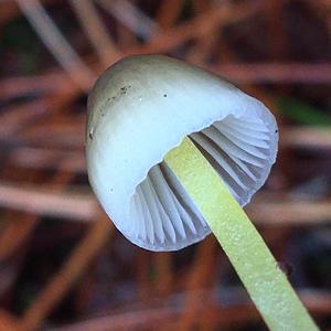 Yellow-stalked Mycena