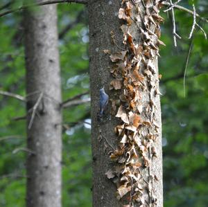 Wood Nuthatch